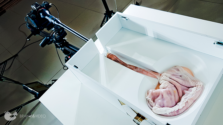 учебный препарат свиного желудка, камера с длинным объективом
